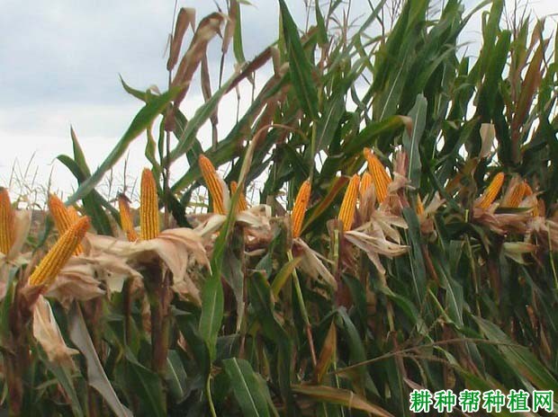 五谷702玉米品种好不好? 五谷702玉米品种好不好?