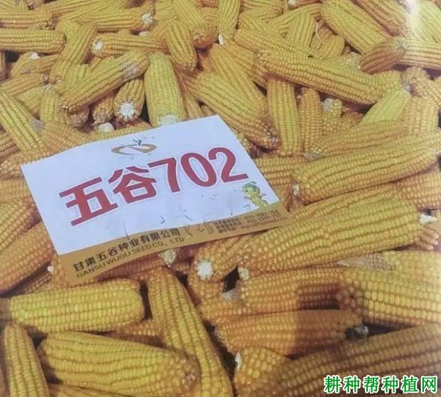 五谷702玉米品种好不好? 五谷702玉米品种好不好?
