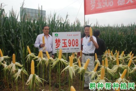梦玉908玉米品种好不好? 梦玉908玉米品种好不好?