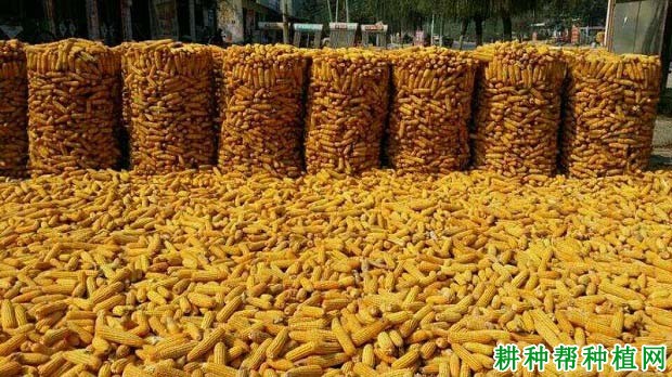 俊达001玉米品种好不好? 俊达001玉米品种好不好?