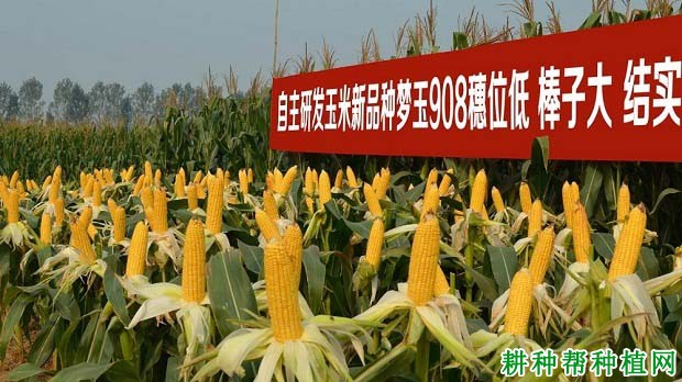 梦玉908玉米品种好不好? 梦玉908玉米品种好不好?