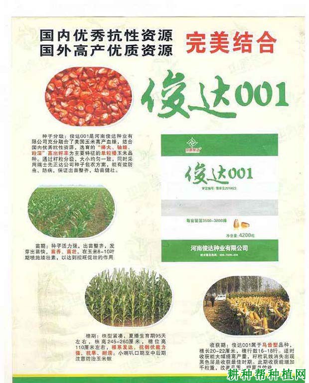 俊达001玉米品种好不好? 俊达001玉米品种好不好?