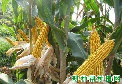 海禾17玉米品种好不好? 海禾17玉米品种好不好?