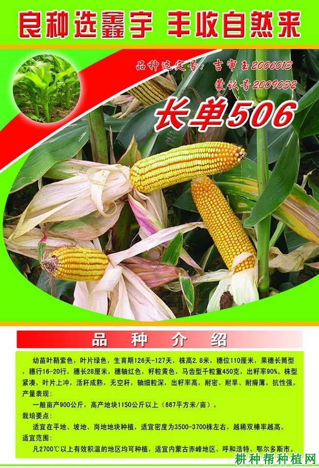 长单506玉米品种好不好? 长单506玉米品种好不好?