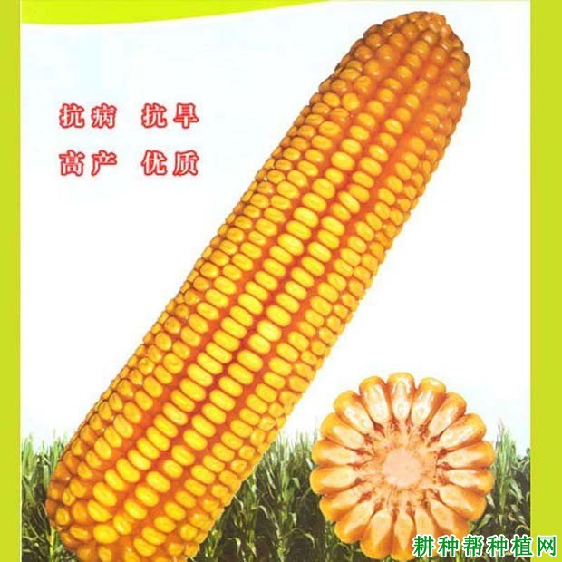长单506玉米品种好不好? 长单506玉米品种好不好?