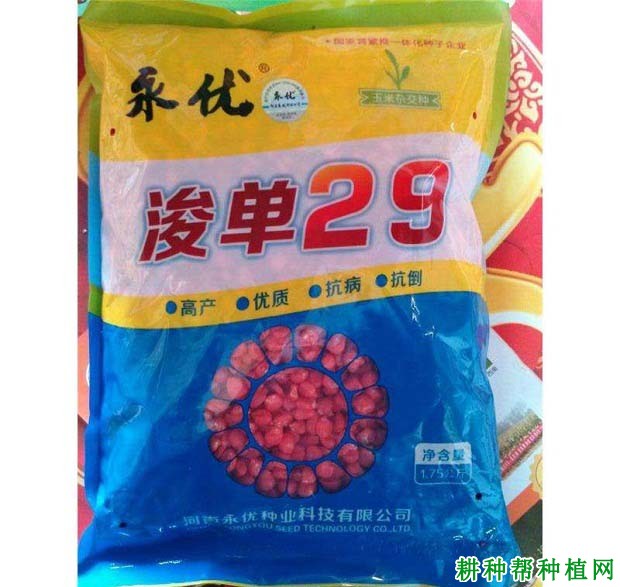 浚单29玉米品种好不好? 浚单29玉米品种好不好?