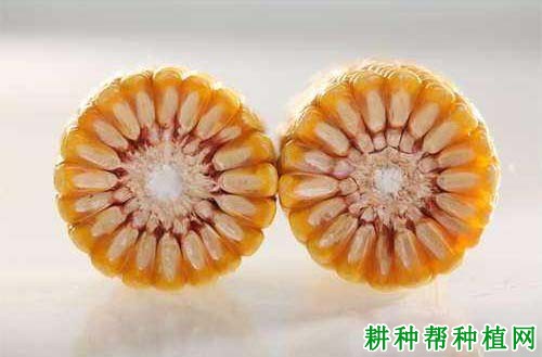浚单29玉米品种好不好? 浚单29玉米品种好不好?