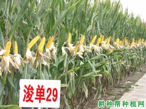 浚单29玉米品种好不好? 浚单29玉米品种好不好?