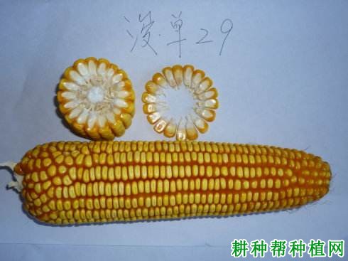 浚单29玉米品种好不好? 浚单29玉米品种好不好?