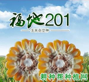 福地201玉米品种好不好? 福地201玉米品种好不好?