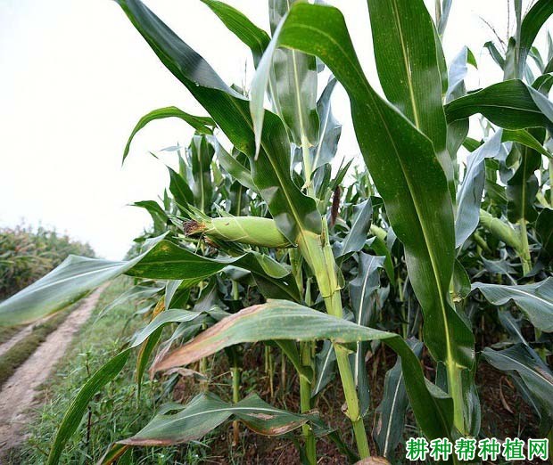 北青310玉米品种好不好? 北青310玉米品种好不好?