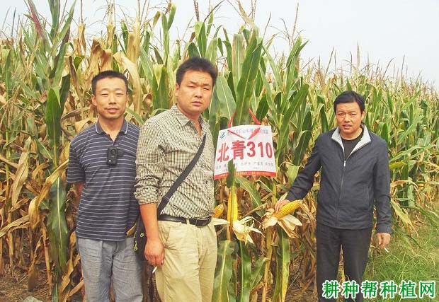 北青310玉米品种好不好? 北青310玉米品种好不好?