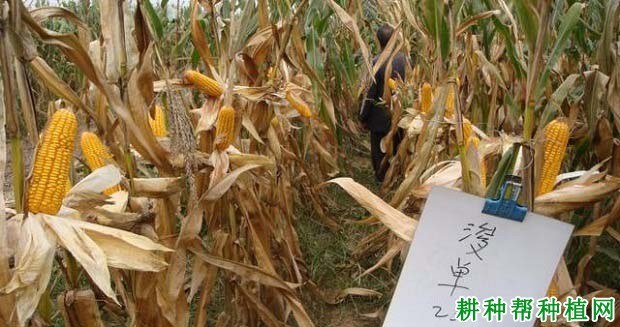 浚单20玉米品种好不好? 浚单20玉米品种好不好?