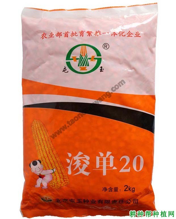 浚单20玉米品种好不好? 浚单20玉米品种好不好?