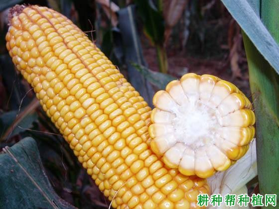 浚单20玉米品种好不好? 浚单20玉米品种好不好?