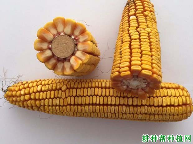 锋玉5号玉米品种好不好? 锋玉5号玉米品种好不好?