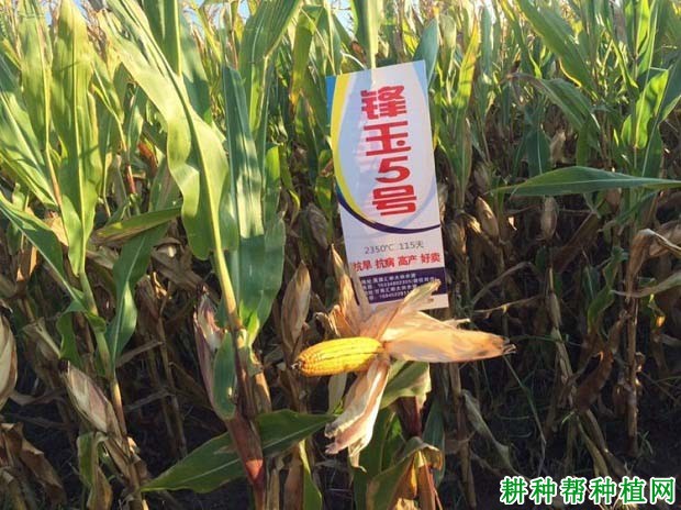 锋玉5号玉米品种好不好? 锋玉5号玉米品种好不好?