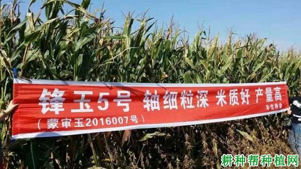 锋玉5号玉米品种好不好? 锋玉5号玉米品种好不好?