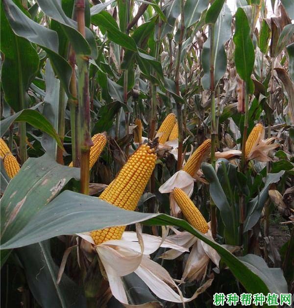 龙生16玉米品种好不好? 龙生16玉米品种好不好?