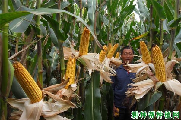 龙生16玉米品种好不好? 龙生16玉米品种好不好?