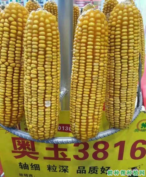 奥玉3816玉米品种好不好? 奥玉3816玉米品种好不好?