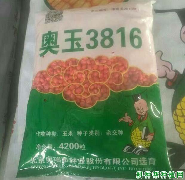 奥玉3816玉米品种好不好? 奥玉3816玉米品种好不好?