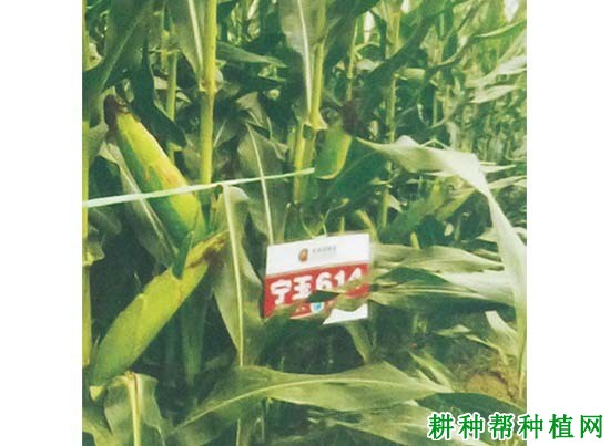 宁玉614玉米品种好不好? 宁玉614玉米品种好不好?
