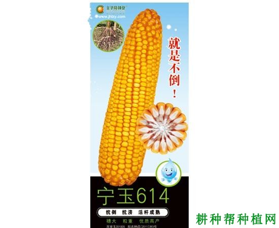 宁玉614玉米品种好不好? 宁玉614玉米品种好不好?