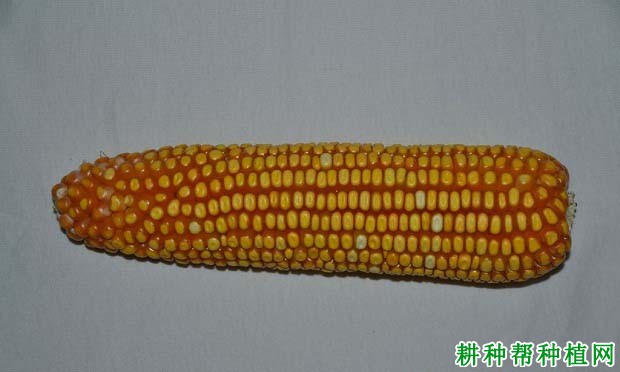宁玉614玉米品种好不好? 宁玉614玉米品种好不好?