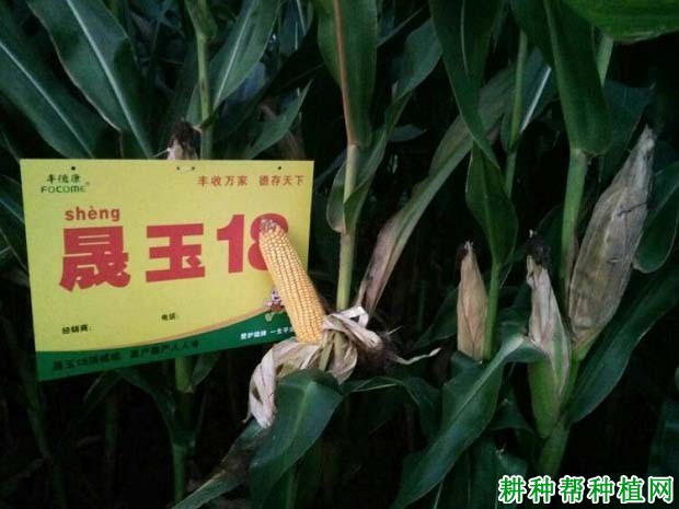 晟玉18玉米品种好不好? 晟玉18玉米品种好不好?