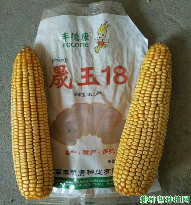 晟玉18玉米品种好不好? 晟玉18玉米品种好不好?