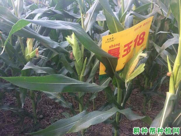 晟玉18玉米品种好不好? 晟玉18玉米品种好不好?