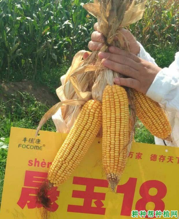 晟玉18玉米品种好不好? 晟玉18玉米品种好不好?