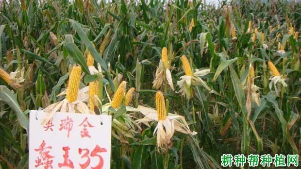蠡玉35玉米品种好不好? 蠡玉35玉米品种好不好?