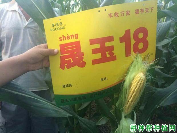 晟玉18玉米品种好不好? 晟玉18玉米品种好不好?