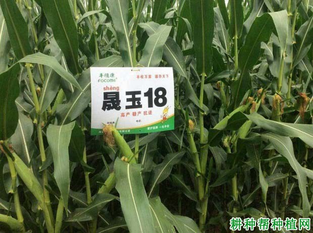晟玉18玉米品种好不好? 晟玉18玉米品种好不好?