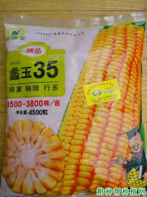 蠡玉35玉米品种好不好? 蠡玉35玉米品种好不好?
