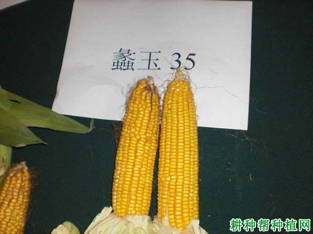 蠡玉35玉米品种好不好? 蠡玉35玉米品种好不好?