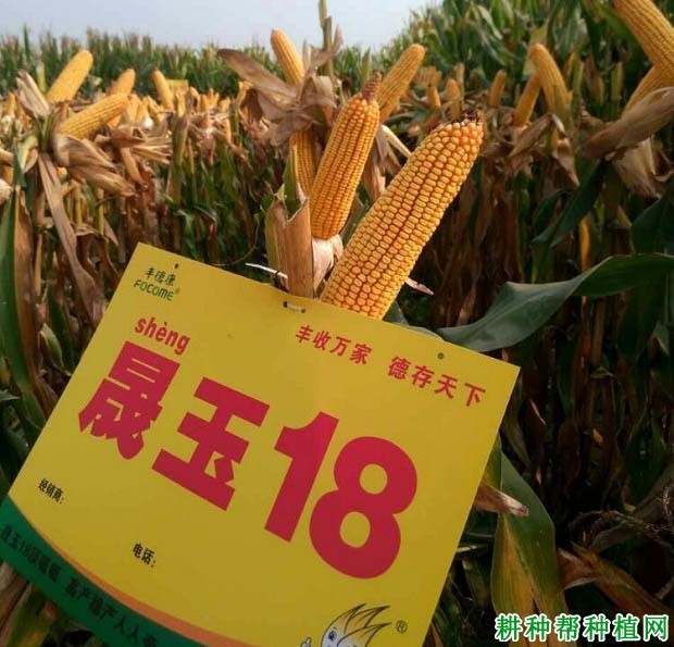 晟玉18玉米品种好不好? 晟玉18玉米品种好不好?