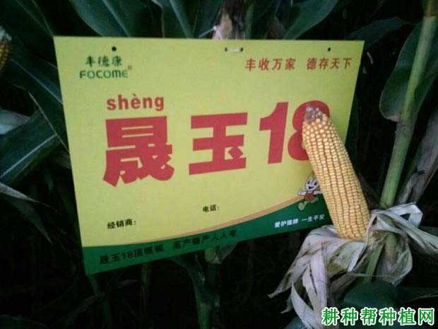 晟玉18玉米品种好不好? 晟玉18玉米品种好不好?