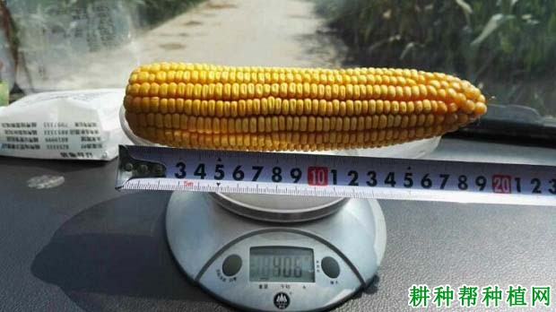 晟玉18玉米品种好不好? 晟玉18玉米品种好不好?
