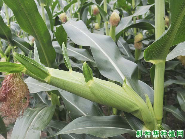 先行1658玉米品种好不好? 先行1658玉米品种好不好?