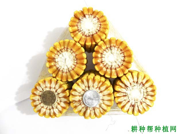 先行1658玉米品种好不好? 先行1658玉米品种好不好?