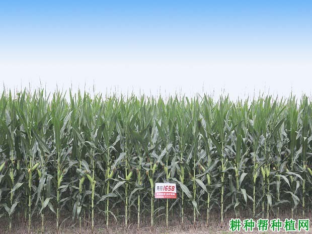 先行1658玉米品种好不好? 先行1658玉米品种好不好?
