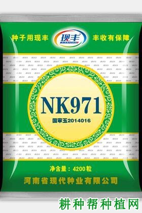 NK971玉米品种好不好? NK971玉米品种好不好?