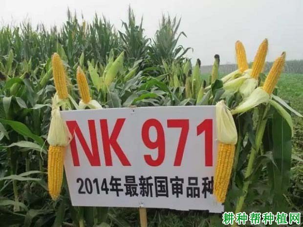 NK971玉米品种好不好? NK971玉米品种好不好?