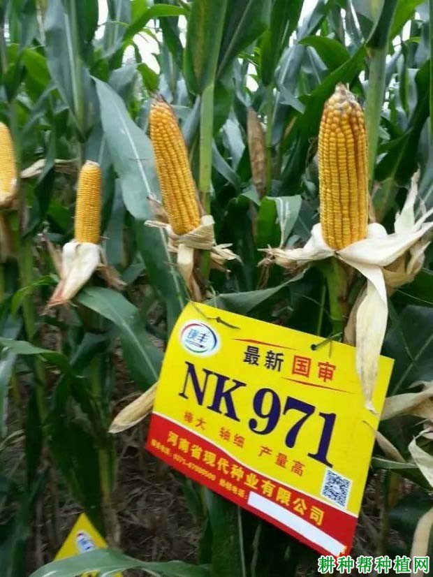 NK971玉米品种好不好? NK971玉米品种好不好?