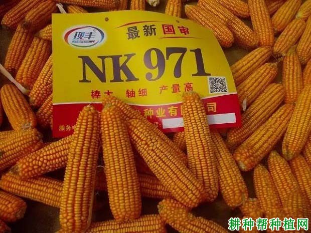 NK971玉米品种好不好? NK971玉米品种好不好?