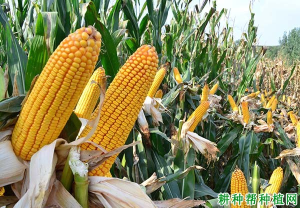 隆平207玉米品种好不好? 隆平207玉米品种好不好?