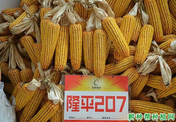 隆平207玉米品种好不好? 隆平207玉米品种好不好?